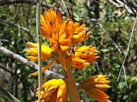 Orquídea