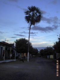 Carnaubeira no Centro de Tuína, Por Ramon Parente da Cunha