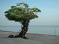 A Árvore