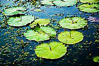 Jamaraquá