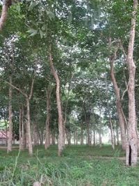 BOSQUE DE SERINGUEIRAS, Por JULIO CESAR DE ALMEIDA
