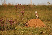 Coruja