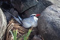 Abrolhos 