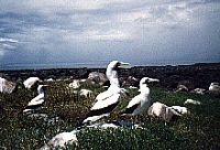 Abrolhos 