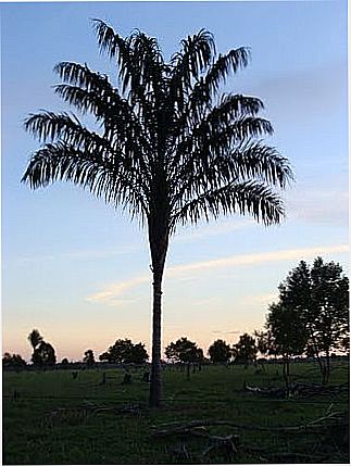 cidade de Bom Jesus do Araguaia