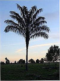 Bacaba em Bom Jesus do Araguaia-Foto:Cl�sio Alves Santana