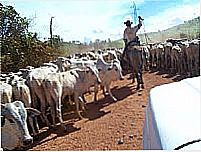 Boiada na estrada em Bom Jesus do Araguaia-Foto:Jos� Claudio Borin