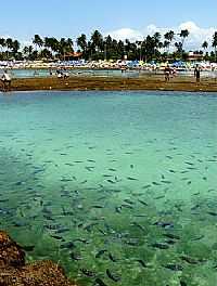 Porto de Galinhas - Cardume na praia de Porto de Galinhas-PE-Foto:Emerson R. Zamprogno