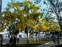 Árvores de Acácio na Praça em Sapeaçu-BA-Foto:RicardoFilho