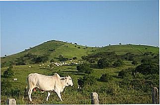 cidade de Limoeiro de Anadia