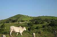 Limoeiro de Anadia - Pastagem em área rural de Limoeiro de Anádia-AL-Foto:Cinza