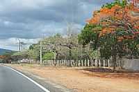 Aracoiaba - Flamboians floridos na avenida em Aracoiaba-CE-Foto:andre pimentel