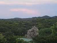 Baixio - Garças em Baixio-CE-Foto:Cinézio Ramalho