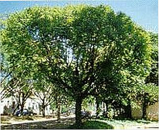 cidade de Sapucaia