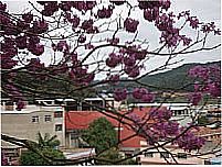 Ip� Rosa em Dores do Rio Preto-Foto:arievil