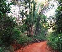 Pancas - Caminho da Rampa de Vôo Livre em Pancas-Foto:André Bonacin