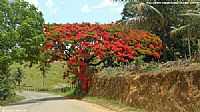Vila Valério - Flamboyant florido na estrada de Vila Valério-ES-Foto:Sergio Falcetti