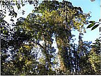 Parque Estadual da Mata Atlântica em Água Limpa-Foto:Bião Melo