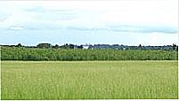 Campos-Foto:Araguapaz 