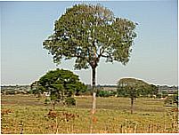 Ip�,Cara�ba e Lobeira-Foto:Jos� Nery Galv�o 