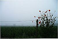 Imagem-Foto:lorenckern 
