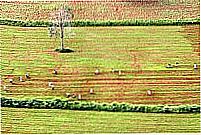 Plantação-Foto:Leoiran