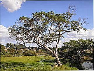 cidade de Gameleira de Goi�s