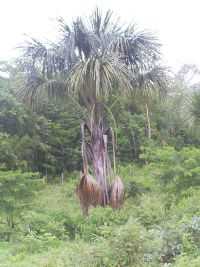 Minaçu - Buriti , Por Ailton gomes
