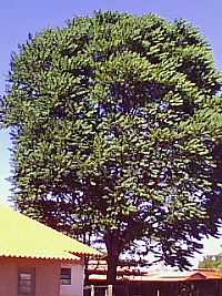 Palminópolis - Árvore de Cedro-Foto:Luiz Augustus de F C…
