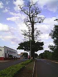 Rio Verde - Barriguda Centenária na Av.Brasília em Rio Verde-GO-Foto:Divino_J_Silva