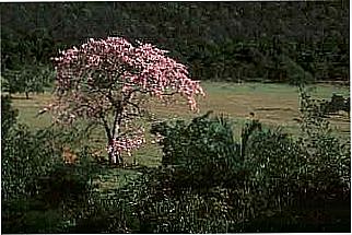 cidade de Sanclerl�ndia