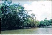 Rio Serrano. Floresta, Por alex andre