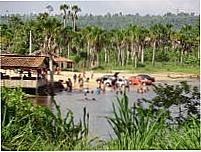 Rio Pindare, Por Luis Caiano, Walda, Renata
