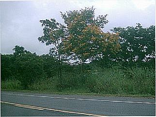 cidade de Campestre do Maranh�o