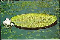 Vit�ria R�gia,flor gigante do Amazonas-Foto: aroldinho dos reis