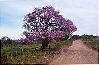 cidade de Pedro do Ros�rio