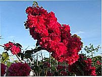 Anadia-Al - Flores do Campo num s� galho.por Walter Leite