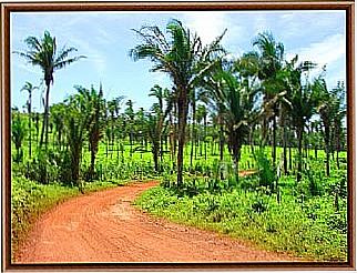 cidade de Sucupira do Riach�o