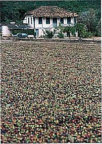 Fazenda de Caf�-Foto:Gilson de Souza 