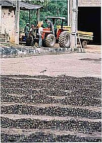 Fazenda-Foto:Gilson de Souza 