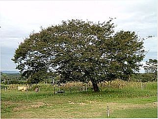 cidade de Amanda