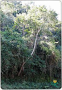 Serra do Caieiro