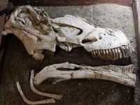 Coração de Jesus - fósseis do tapuiossaurus encontrado em Coração de Jesus, Por madeleine