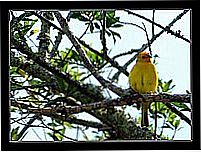 Natureza