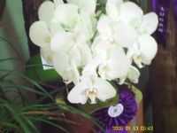 Curvelo - orquideas, Por daniel rodriguespaes