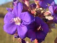 Delfinópolis - FLOR DE QUARESMEIRA NA SERRA DA BABILONIA, Por AMAURI HENRIQUE DE LIMA-amauriejuliana@hotmail.com