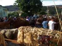Dores de Campos - carregando milho, Por Zema