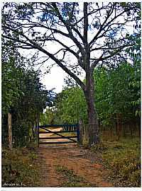 Formiga - Formiga-MG-Árvore"Pau-de-Óleo"na entrada da comunidade"Moita Fria"-Foto:Aender M. Ferreira