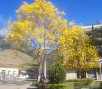 Luisburgo - ipes floridos na praça da cidade ipê amarelo, Por Roberto Pacheco