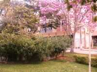 Luisburgo - ipê rosa florido na praça da cidade, Por Roberto Pacheco